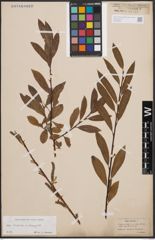 Foto von Salix cinerea L. x Salix eleagnos Scop.